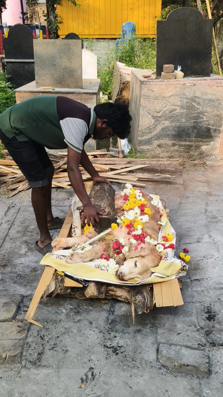 Pet cremation services Bangalore